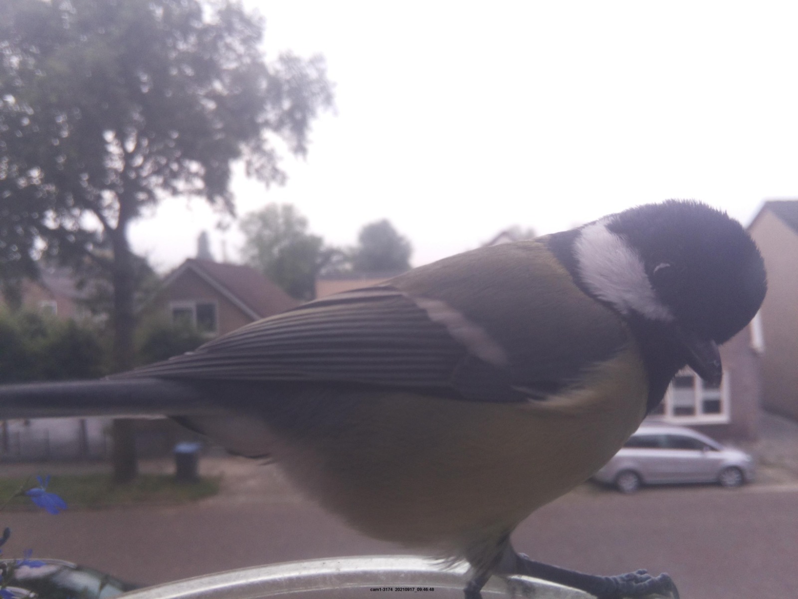 bird image